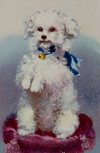 Poodle with blue ribbon 
